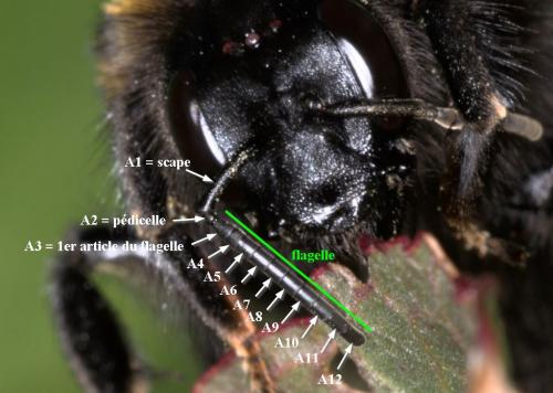 Bombus vestalis